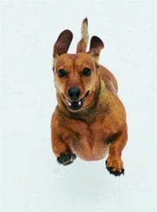 perro_dia_de_la_familia