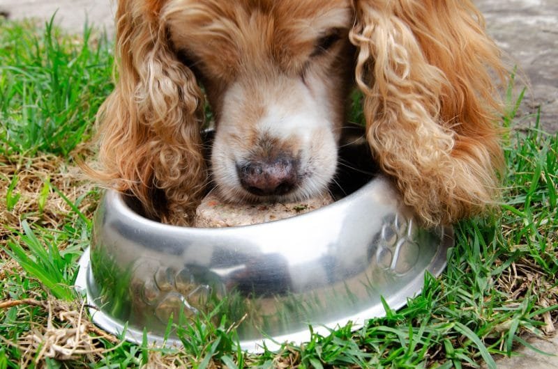 perro anciano_comida_natural