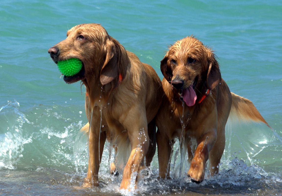 perro joven explorando