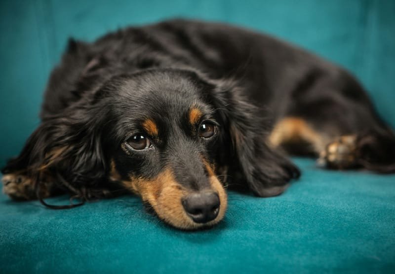 perro adulto descansando