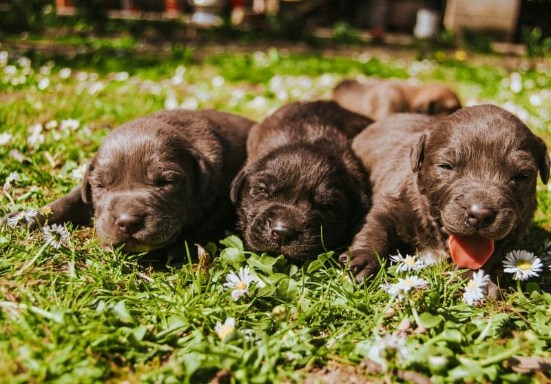 cachorro_socializacion