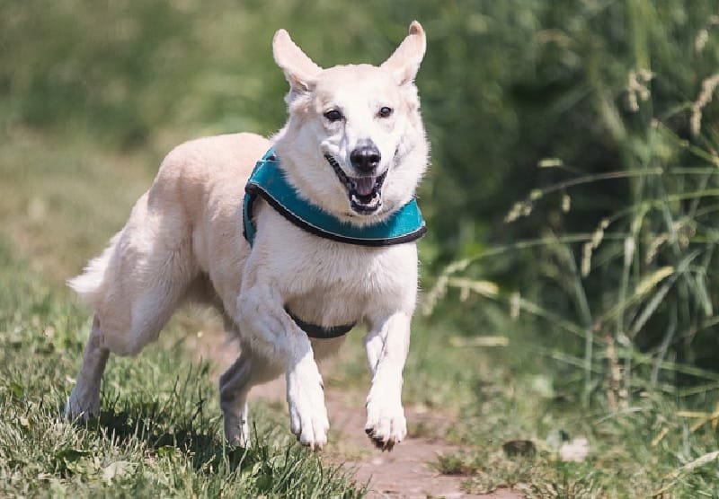 perro adolescente-80