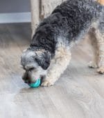 3289-pelota-denta-fun-caucho-natrural