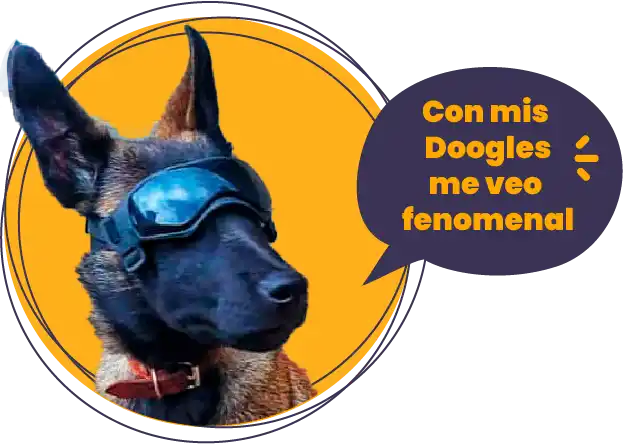 gafas de sol para perro