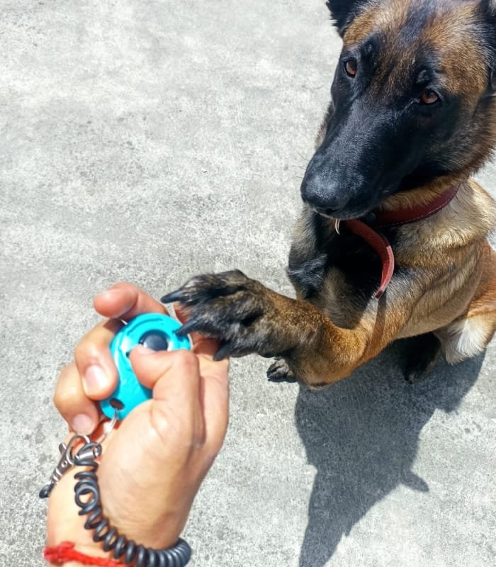 Adiestramiento canino